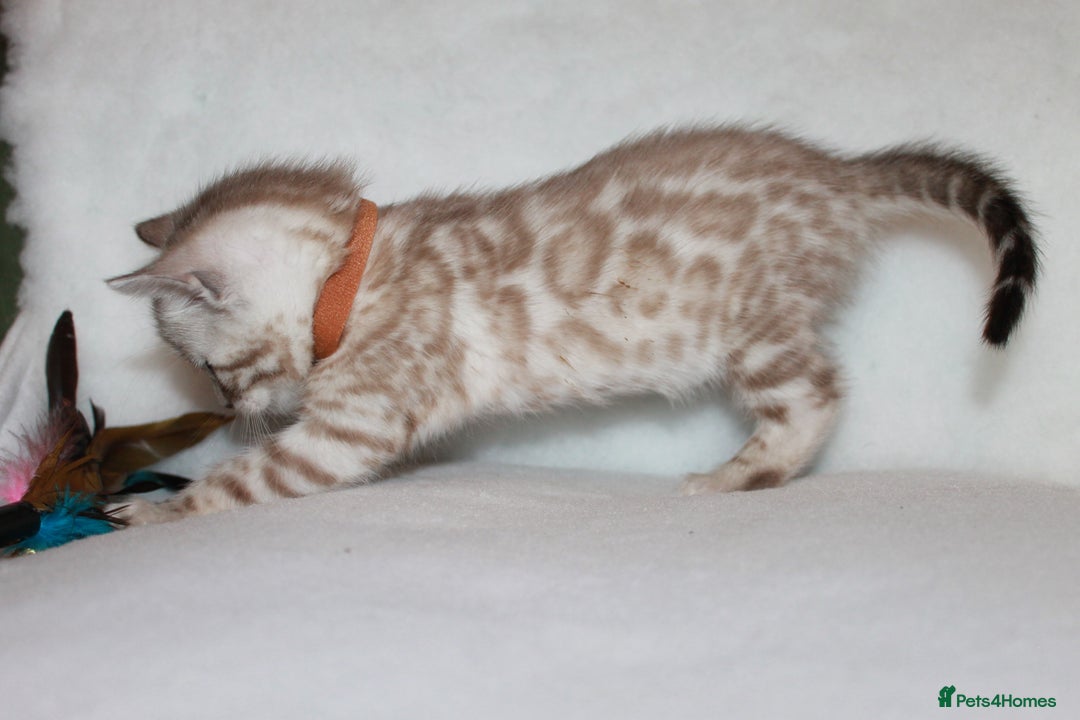 Bengal cats for sale: Pedigree TICA Bengal Kittens - Ready 07/01/26 - Advert 14
