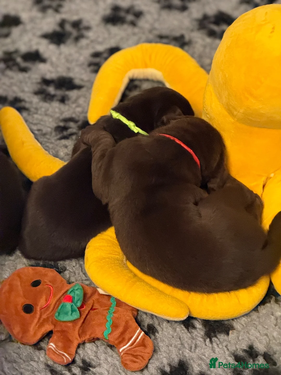 Labrador Retriever dogs for sale: Beautiful chocolate Kc Reg Labrador Puppies - Advert 8