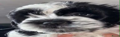 Shihpoo boy 1