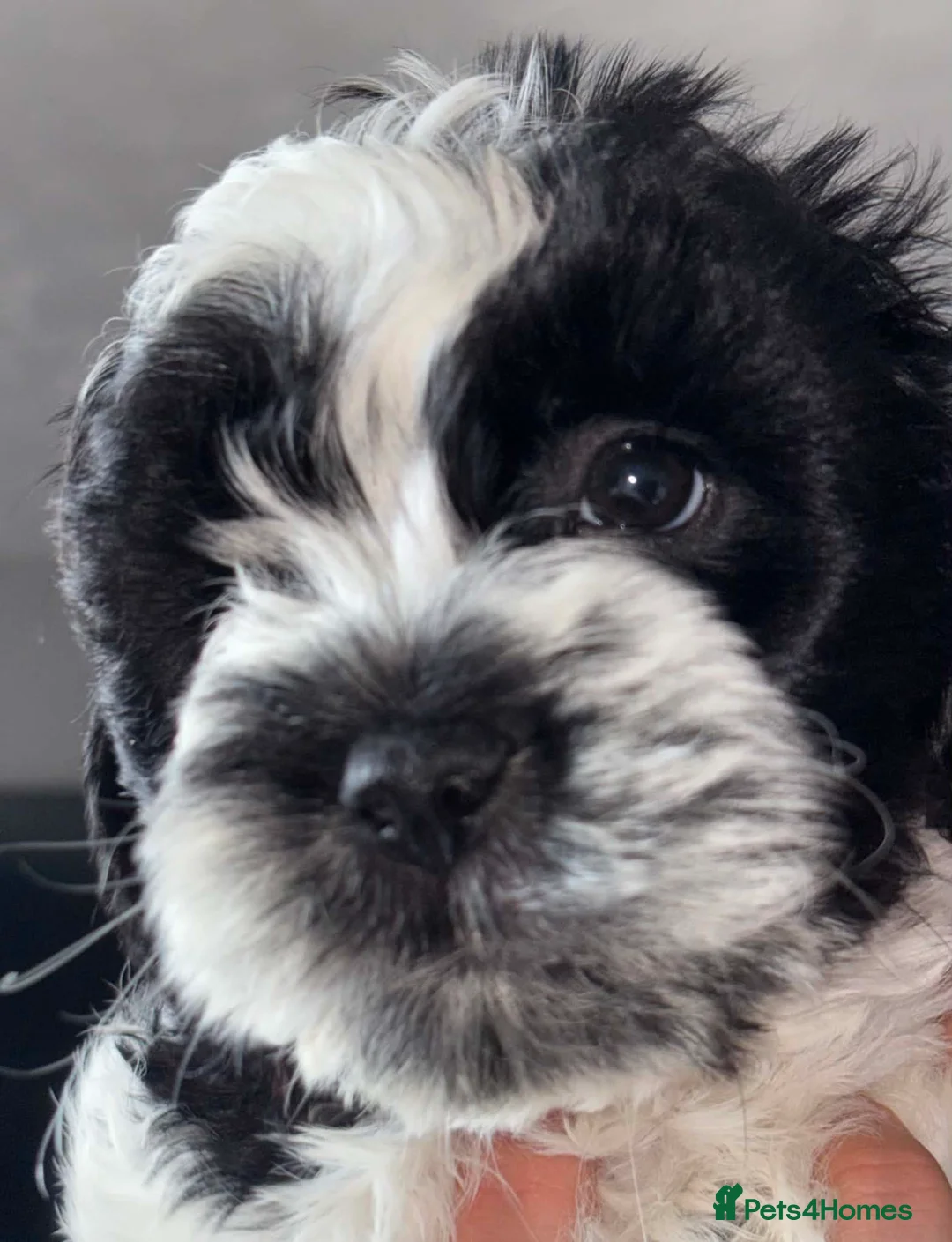 Shihpoo dogs for sale: Shihpoo puppies - Advert 6