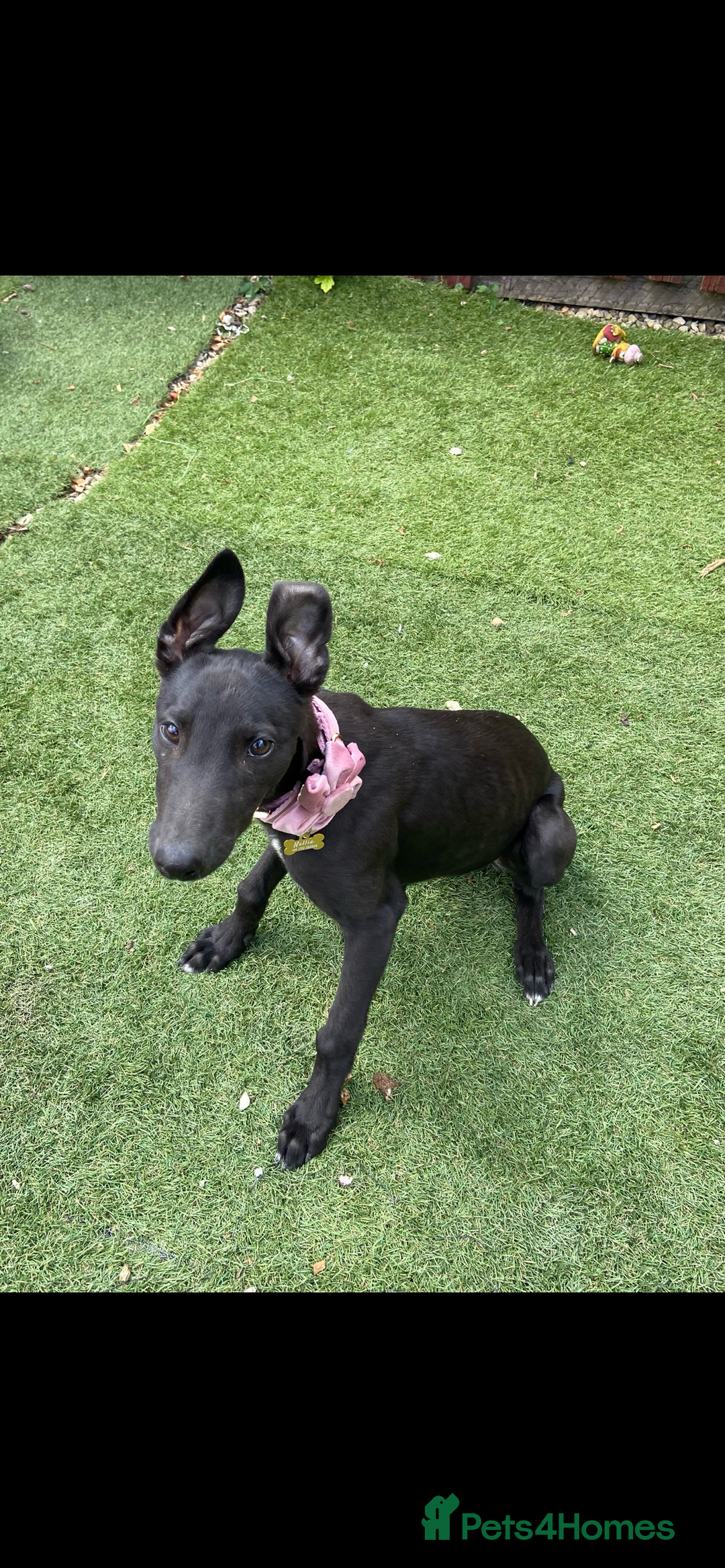 Greyhound dogs for sale: Female Greyhound  - Advert 3