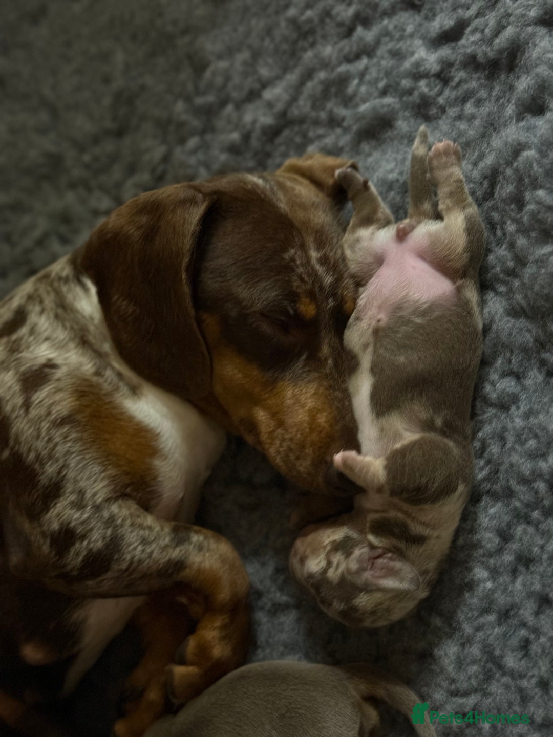 Miniature Dachshund dogs for sale: Beautiful kc mini dachshunds  - Image 27