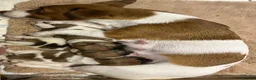 Jack Russell dogs for sale: Jack Russell Puppies - Advert 4