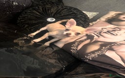 Chihuahua dogs for sale: Perfect chihuahua puppies 🩷💙 - Image 3