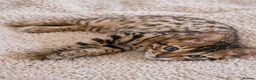 Bengal cats for sale: Unique Bengal Kittens  in Manchester - Advert 7