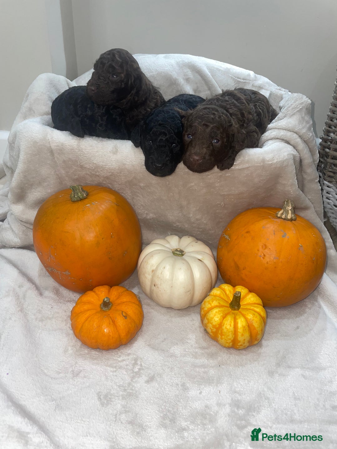 Mini Goldendoodle dogs for sale: Miniature goldenoodle puppies - Image 4