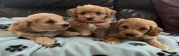 Cavapoochon dogs for sale: Cavapoochon puppies  - Advert 9