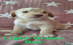 Australian Labradoodle dogs for sale: Miniture labradoodle puppies available  - Image 6