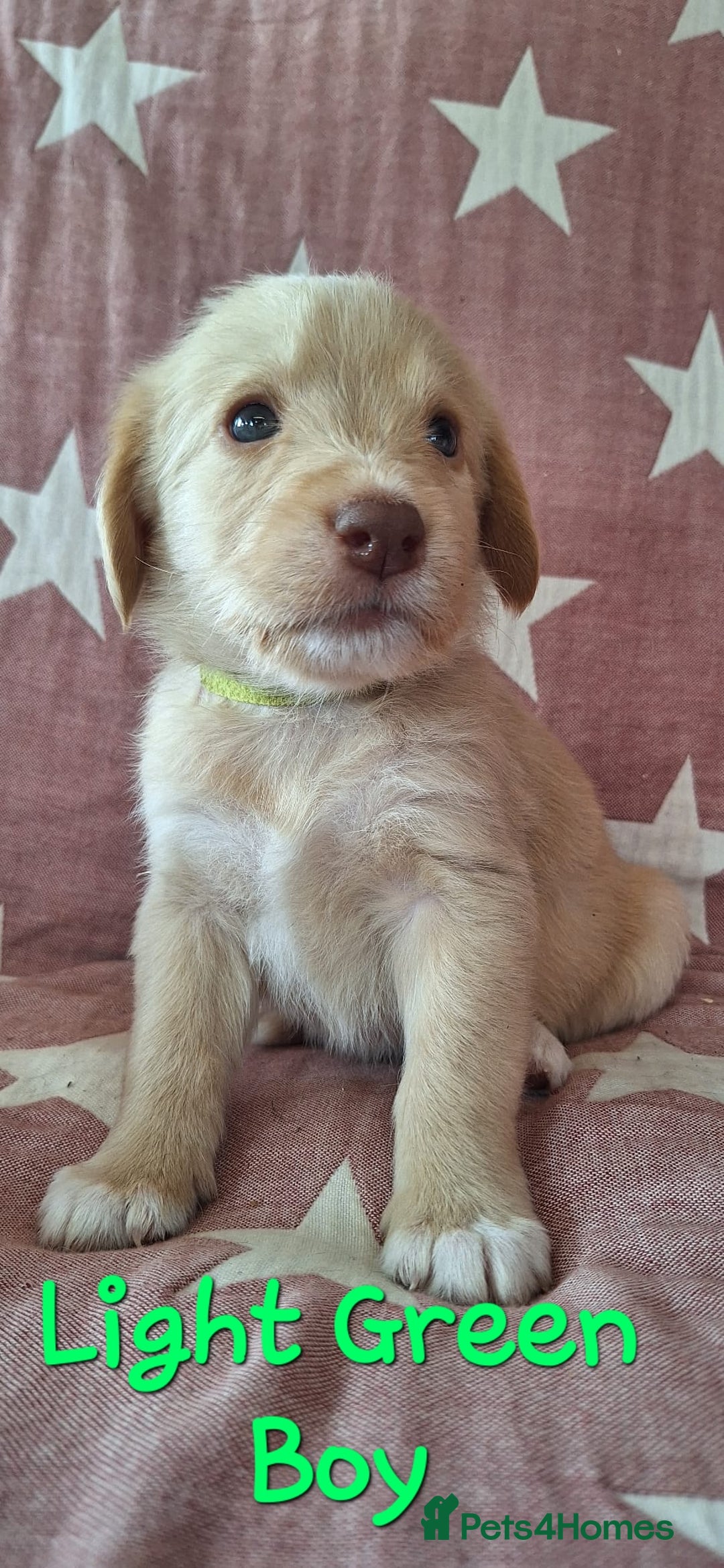 Australian Labradoodle dogs for sale: Miniture labradoodle puppies available  - Image 6