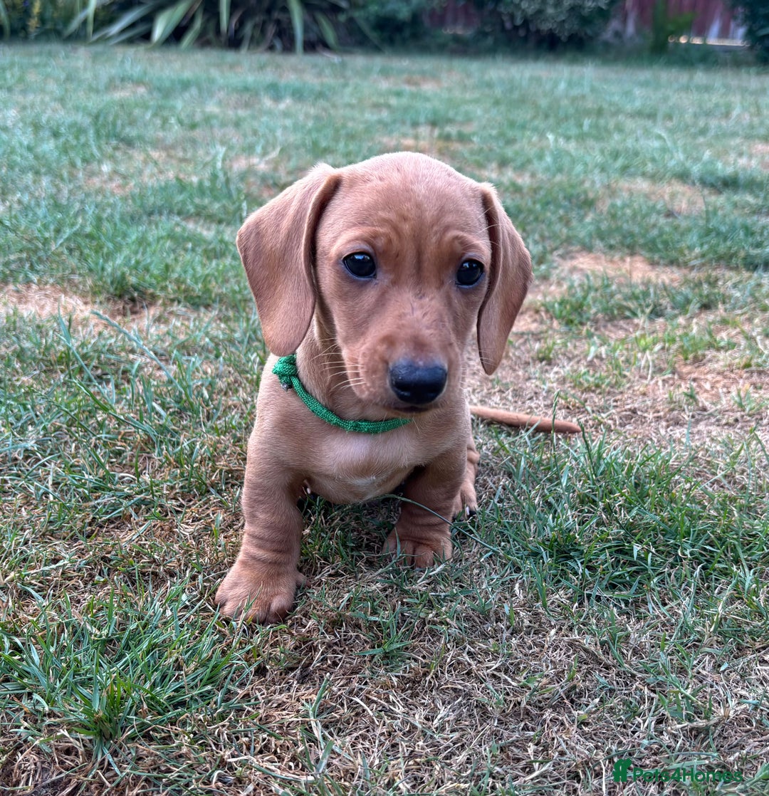 Miniature Dachshund dogs for sale: Ready now cream and red mini smooth Dachshund  - Image 2