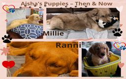 Golden Retriever dogs for sale: 🐾 Golden Retriever Puppies – Ready Now! 🐾 - Image 26