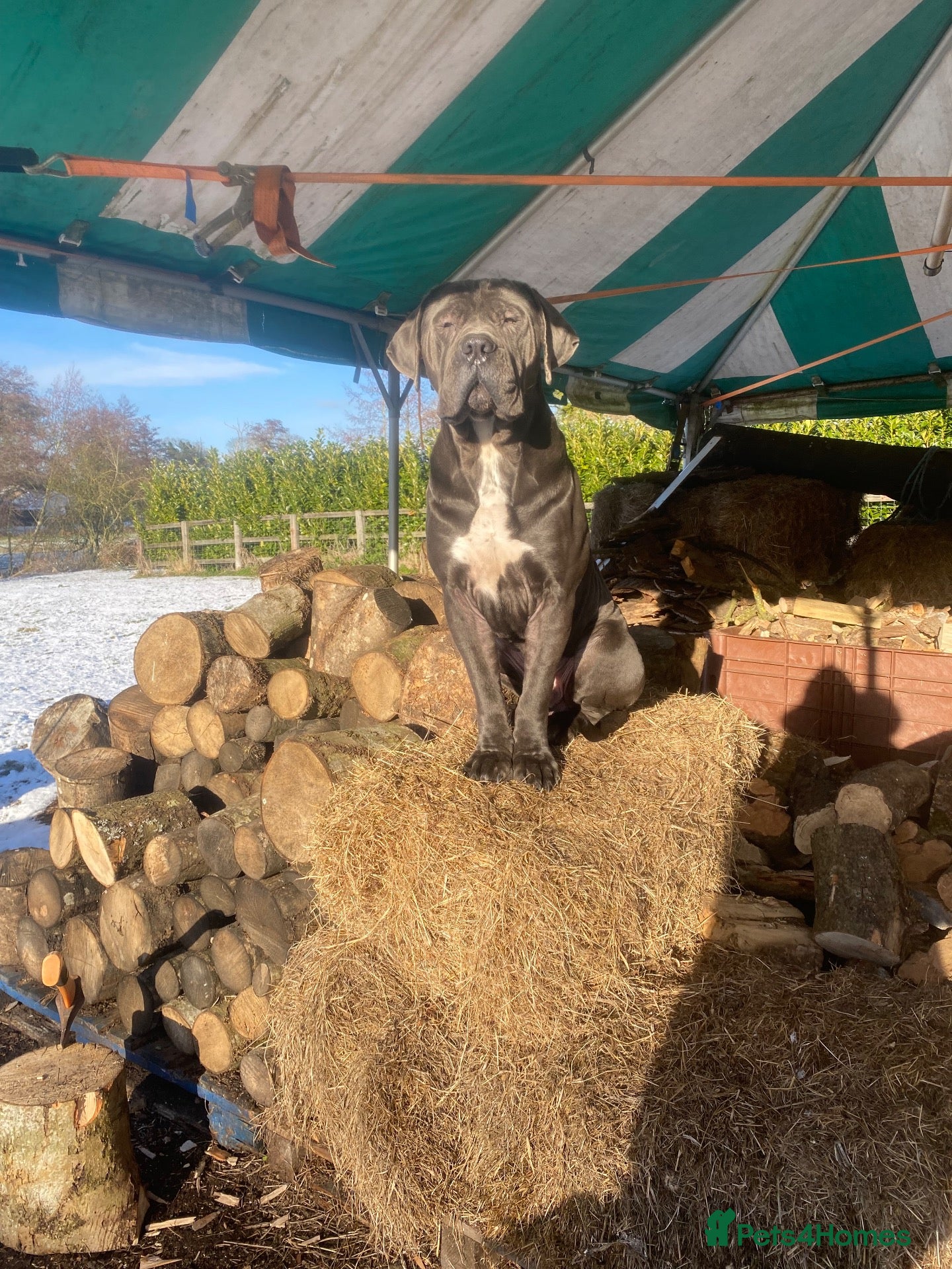 Cane Corso dogs for sale: Free Re homing cane corso  - Advert 1