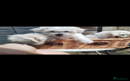 Maltese dogs for sale: Bichon Maltese puppy’s  - Image 1