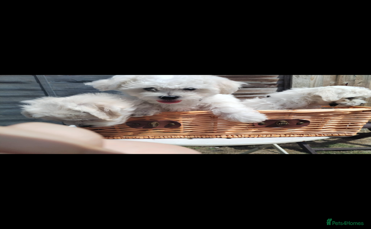Maltese dogs - Advert 1