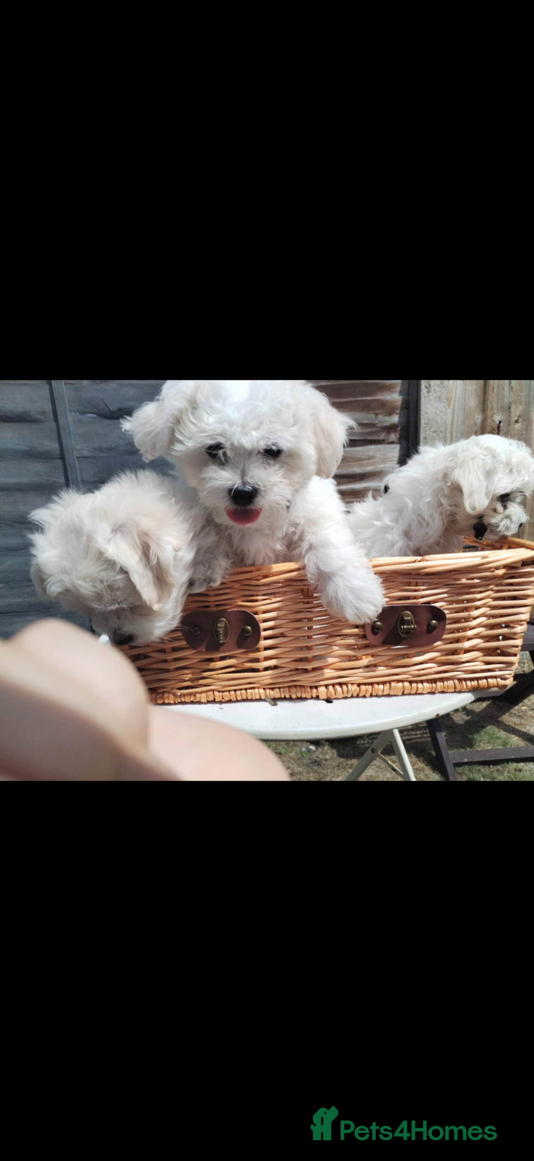 Maltese dogs for sale: Bichon Maltese puppy’s  - Image 1