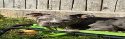Mixed Breed dogs for sale: Merle staffrench boy 6 month old  in Wolverhampton - Advert 4