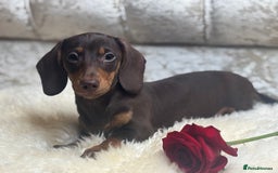 Miniature Dachshund dogs for sale: Kc reg min  Dachshund babies  - Image 14