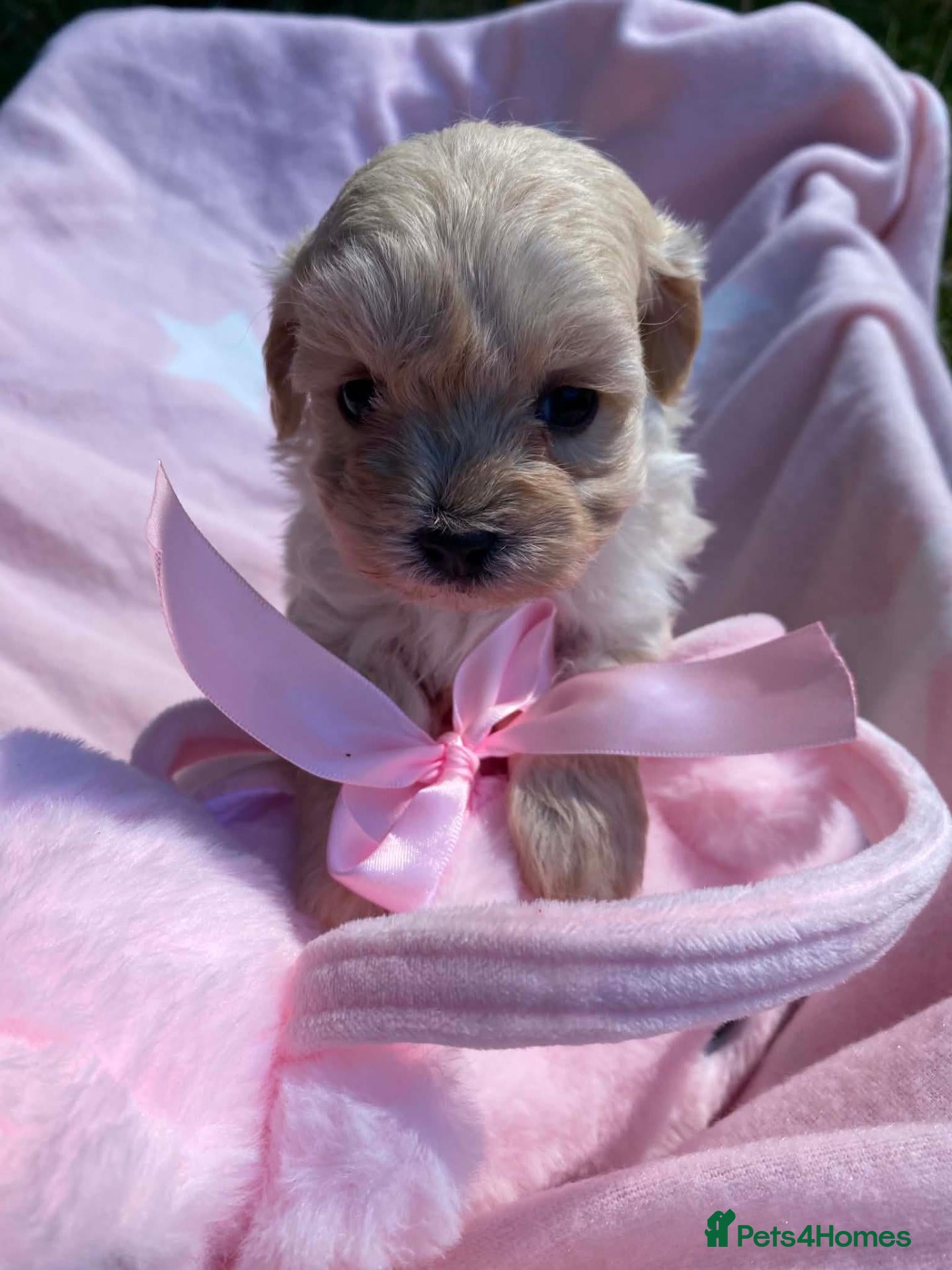 Maltipoo dogs F1 Korean Maltipoo puppies  - Advert 15