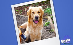 Golden Retriever dogs for stud: KCReg Well Proven Golden Stud, Health & DNA Tested in Wilmslow - Image 15