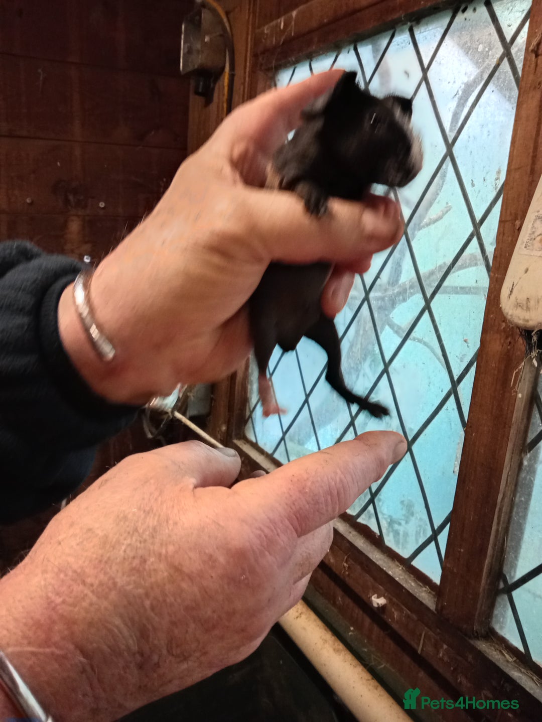 Guinea Pig rodents for sale: Skinny pigs  - Advert 3