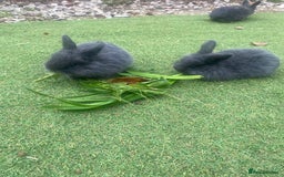 Mini Lop rabbits for sale: Beautiful mini lop bunnies 😍🐰 - Image 6
