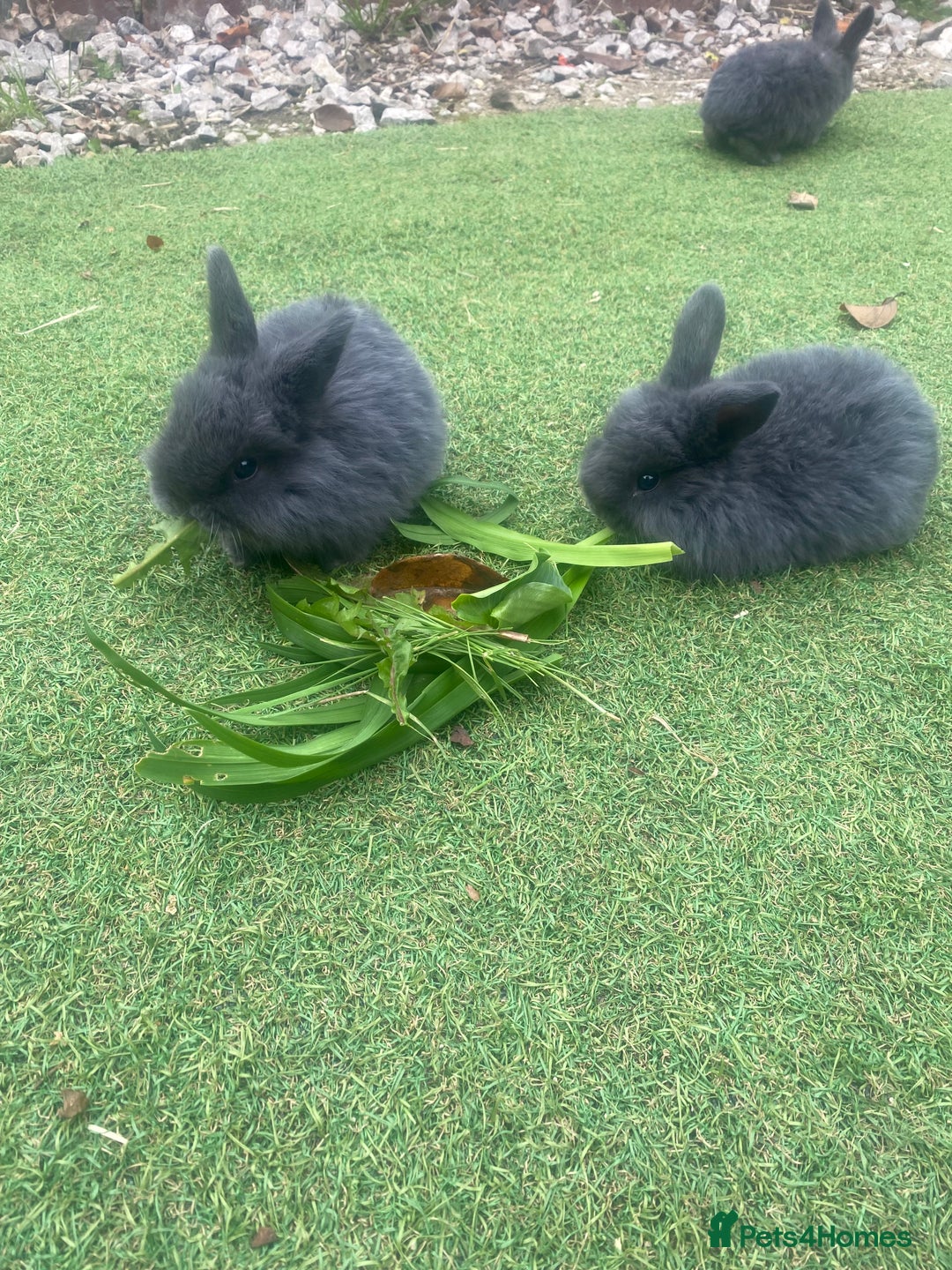 Mini Lop rabbits for sale: Beautiful mini lop bunnies 😍🐰 - Image 6