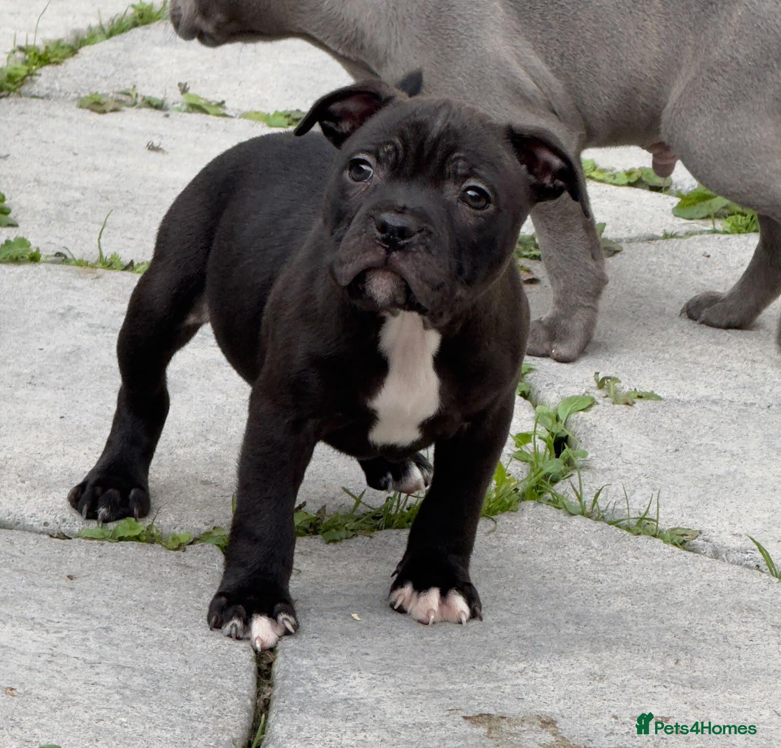 Staffordshire Bull Terrier dogs Stunning Health tested kc reg puppies  - Advert 2
