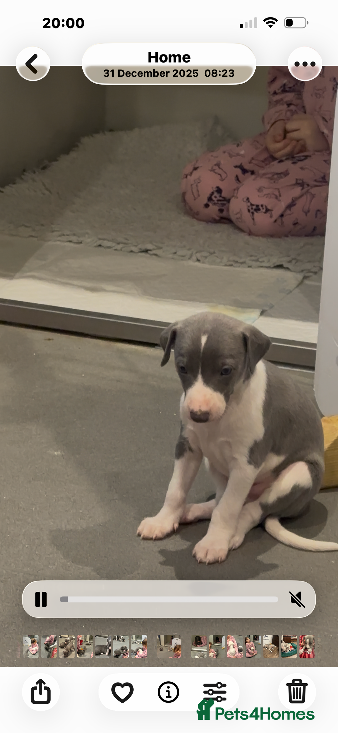 Whippet dogs for sale: Pedigree whippet puppy’s  - Advert 6