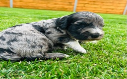 Cockapoo dogs for sale: Beautiful Merle cockapoos - Image 2