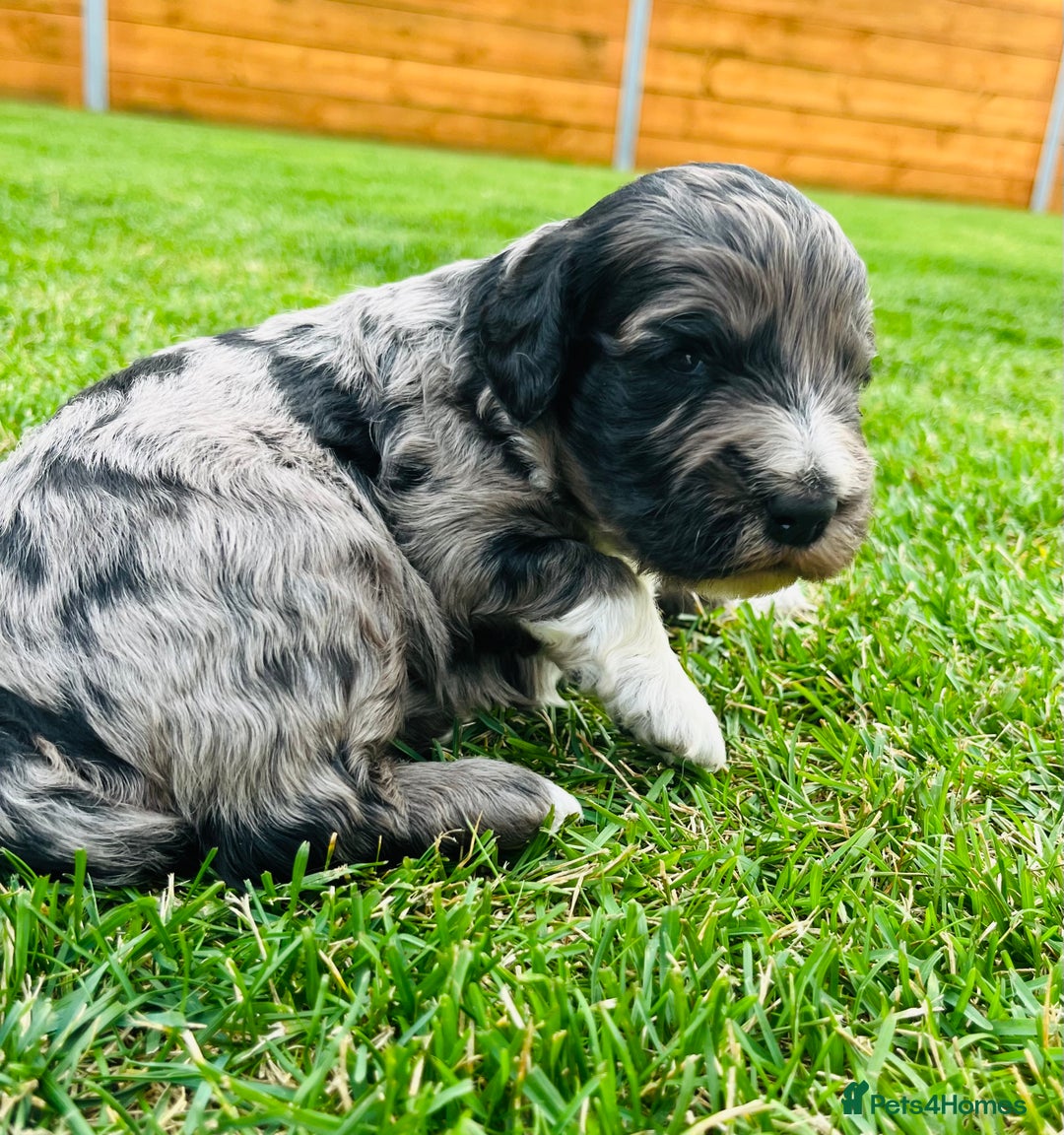 Cockapoo dogs for sale: Beautiful Merle cockapoos - Image 2