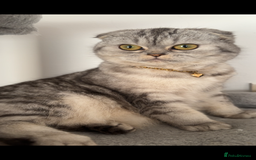 British Shorthair cats for sale: ❤️ Rare Persian Fold/Straight ❤️ - Image 4