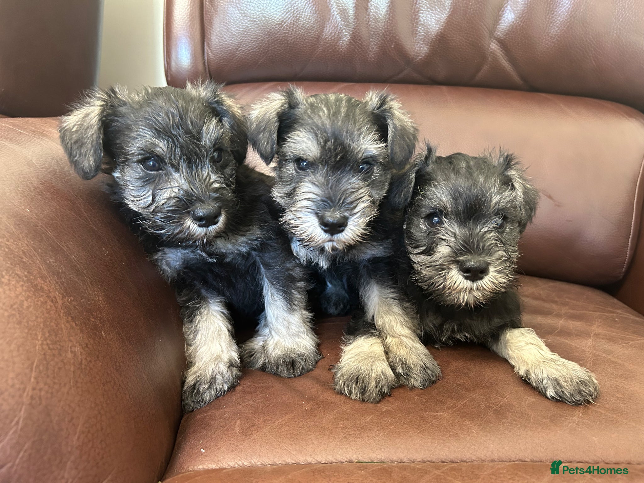 Miniature Schnauzer dogs Fun healthy miniature schnauzers kc reg  - Advert 15