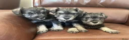 Miniature Schnauzer dogs for sale: Fun healthy miniature schnauzers kc reg  - Advert 1