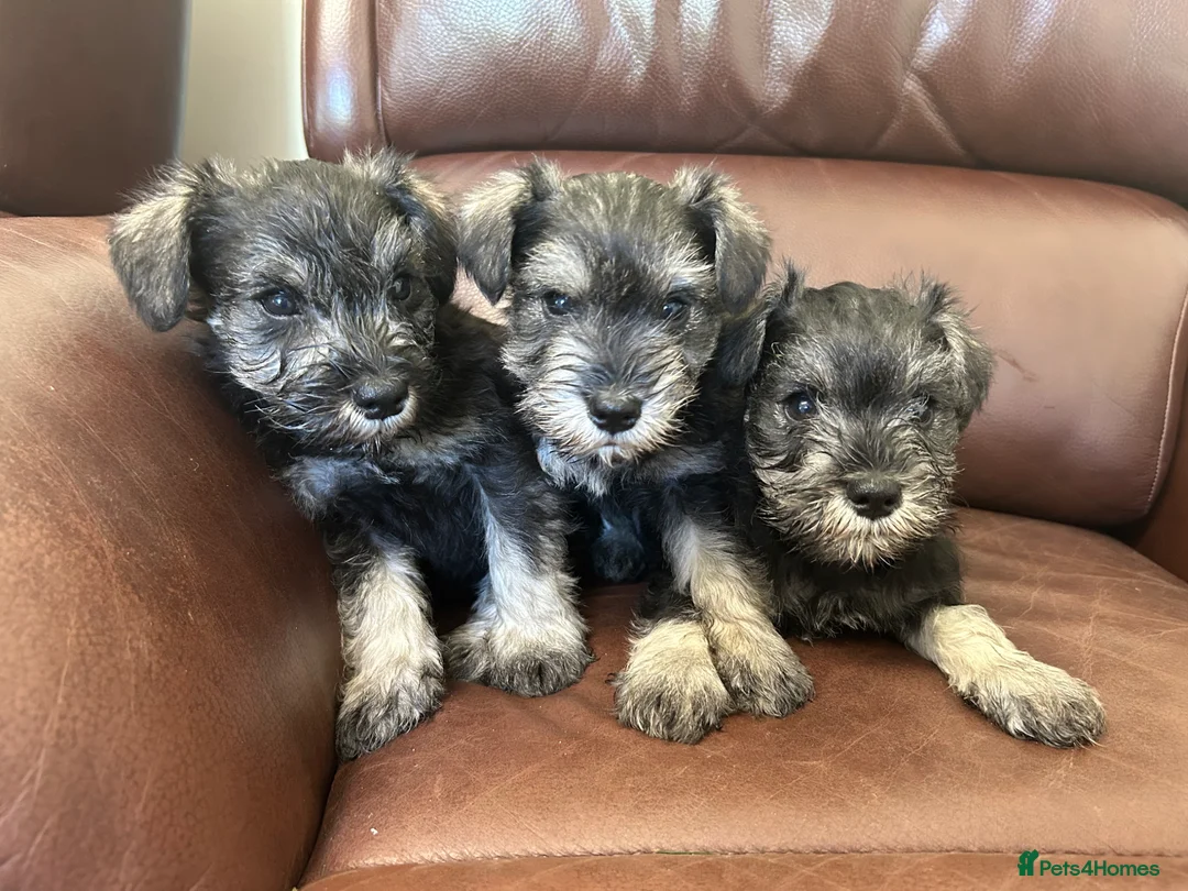 Miniature Schnauzer dogs for sale: Fun healthy miniature schnauzers kc reg  - Advert 1