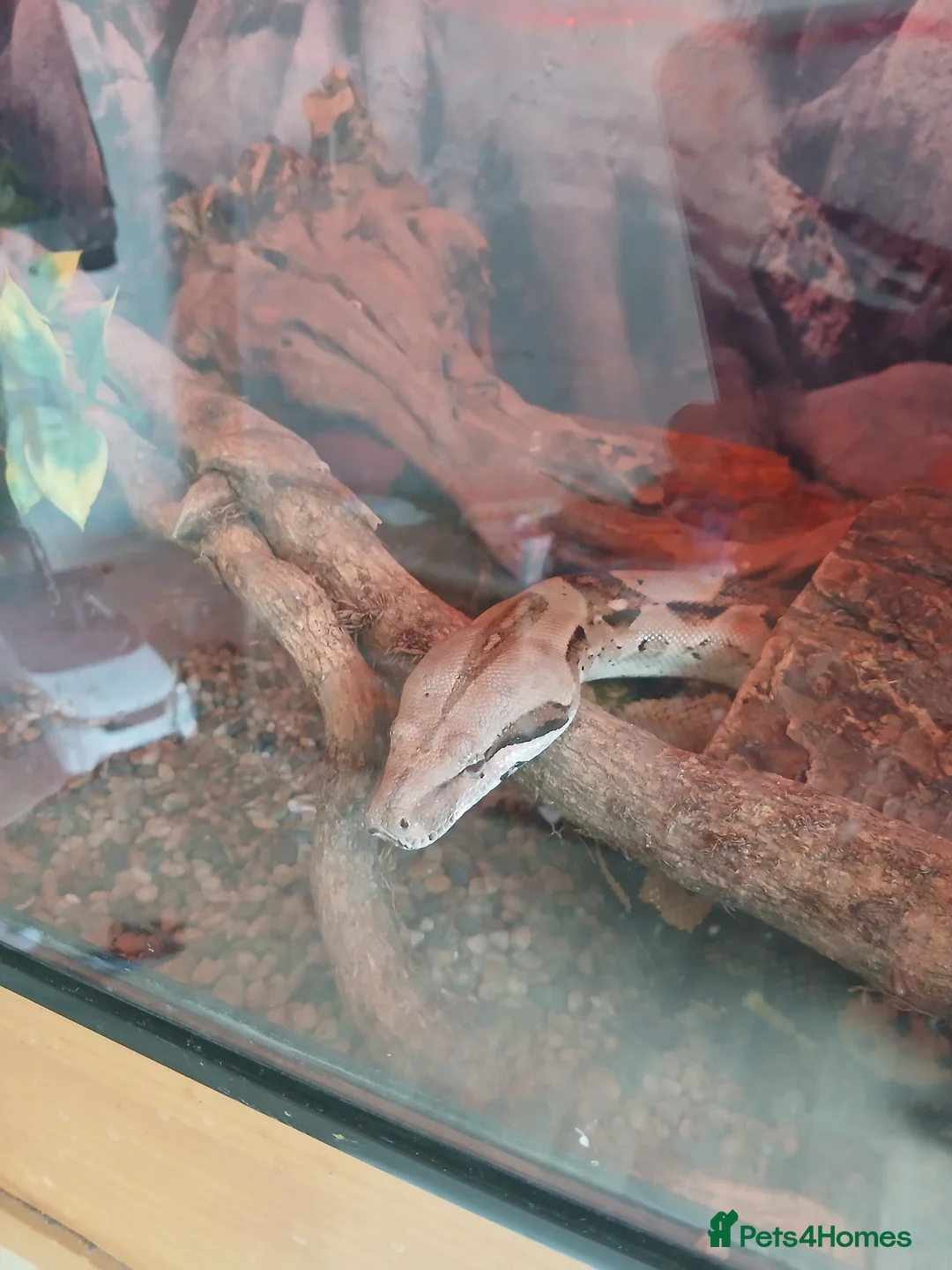 Boa Snake reptiles for sale: Boa snakes  - Advert 1