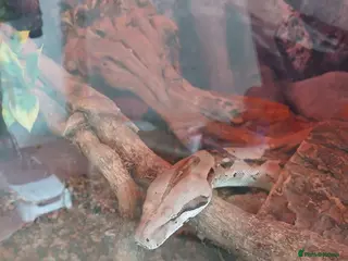 Boa Snake reptiles Boa snakes - Advert 10