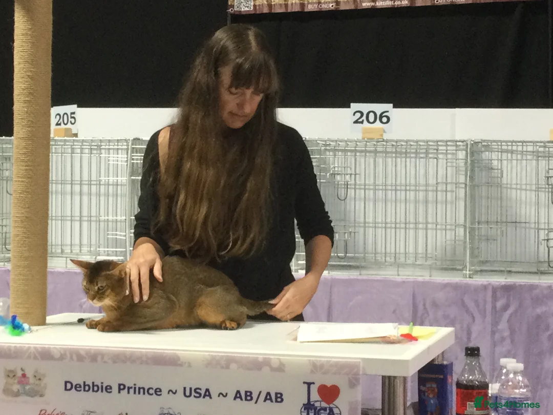 Abyssinian cats for stud: Stud Abyssinian TICA Registered in Corby - Advert 7