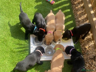 Labrador Retriever dogs - Advert 10