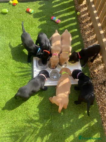 Labrador Retriever dogs - Advert 4