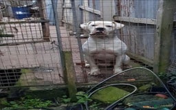 American Bulldog dogs for stud: DARKWATCHDOGS RAZER NKC REG AVAILABLE FOR STUD - Image 3