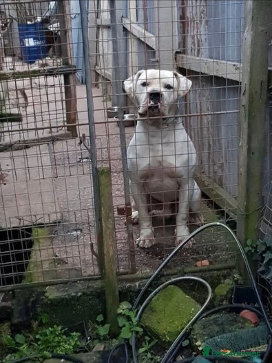 American Bulldog dogs for stud: DARKWATCHDOGS RAZER NKC REG AVAILABLE FOR STUD - Image 3