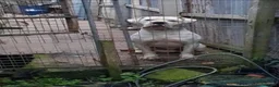 American Bulldog dogs for stud: DARKWATCHDOGS RAZER NKC REG AVAILABLE FOR STUD - Advert 3