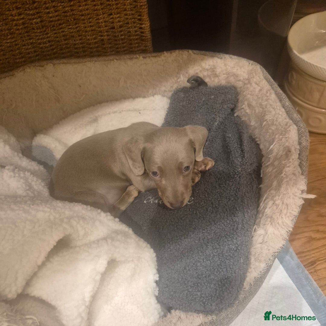 Miniature Dachshund dogs for sale: Beautiful Minature Daschund Boy - Advert 1