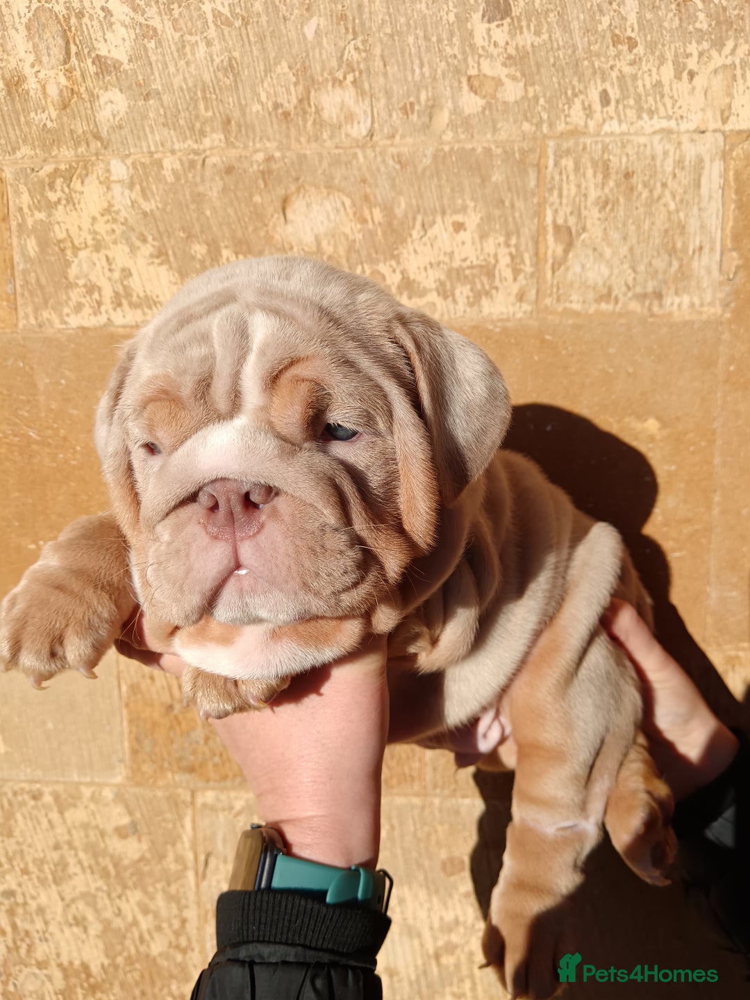 English Bulldog dogs for sale: 2 stunning males from the world famous Mr muscle  - Advert 12