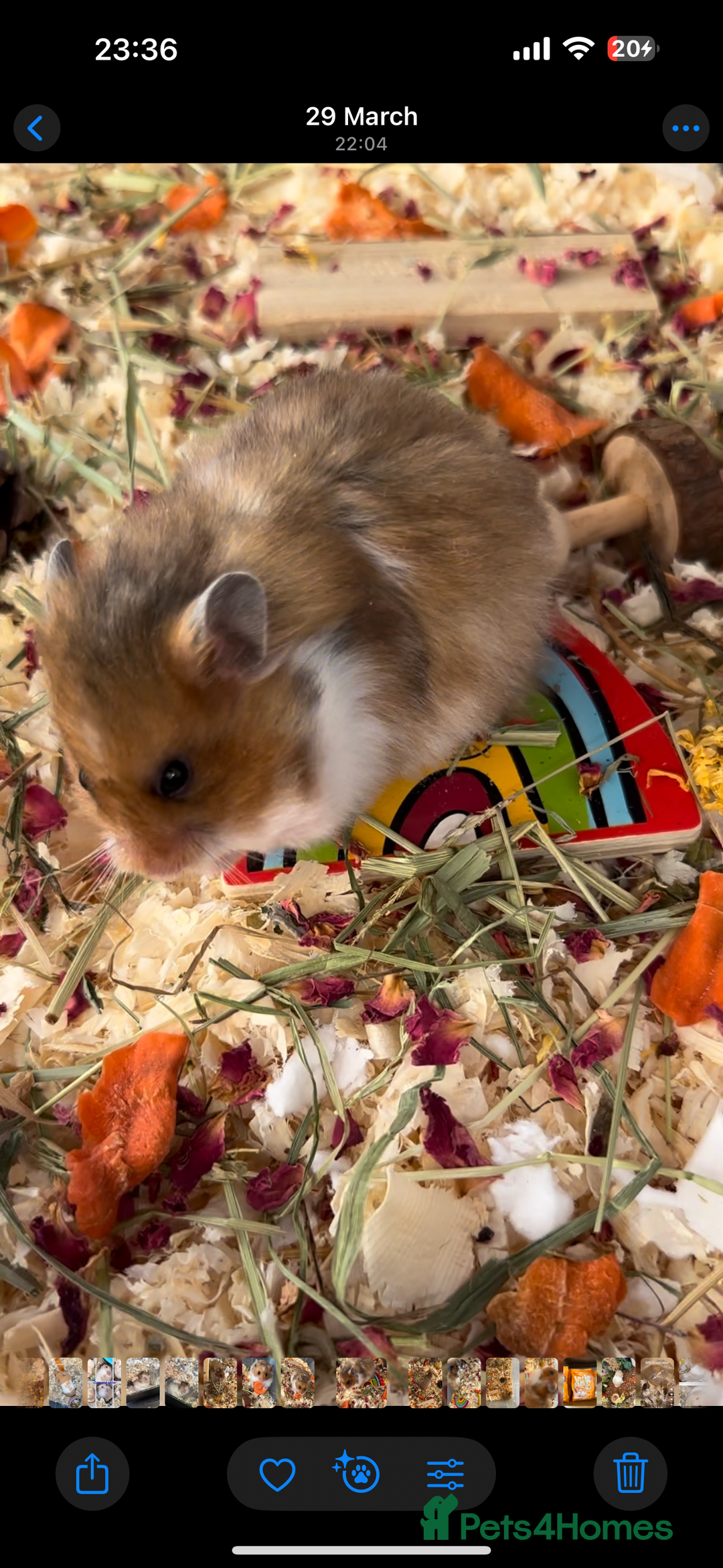 Hamster rodents for sale: Baby hamsters  - Advert 31