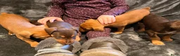 Parson Russell dogs for sale: PARSONS  RUSSELL TERRIER  PUPPIES FOR SALE - Advert 2