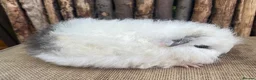 Guinea Pig rodents for sale: Baby Swiss sow - Advert 1