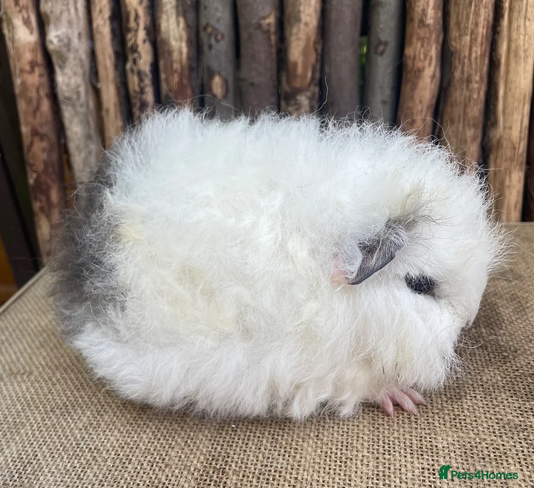 Guinea Pig rodents for sale: Baby Swiss sow - Advert 1