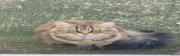Maine Coon cats for sale: Persian+Maine-coon female cats - Advert 2