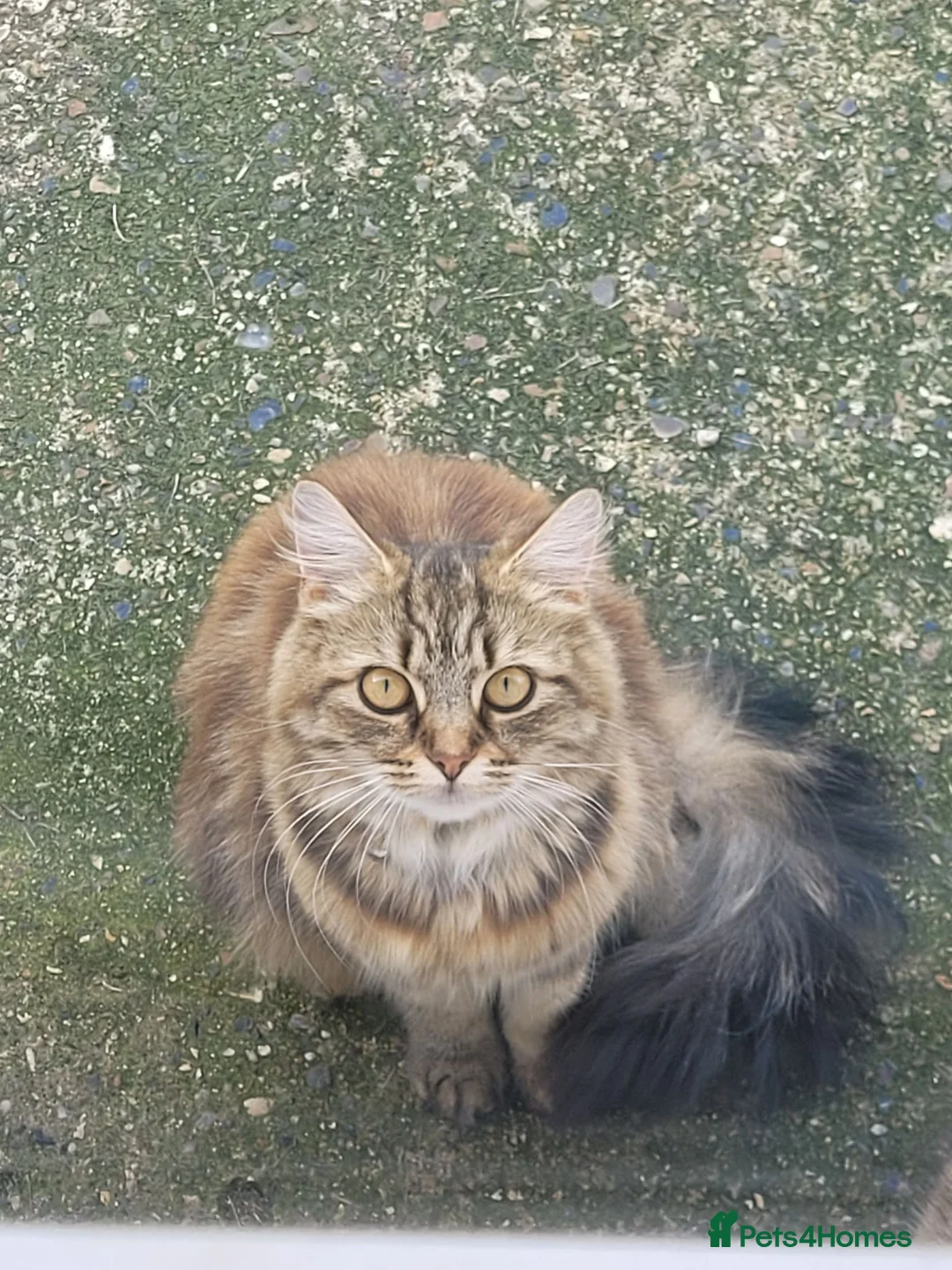 Maine Coon cats for sale: Persian+Maine-coon female cats - Advert 2